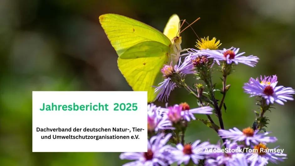 Titelblatt DNR-Jahresbericht 2025 mit Zitronenfalter auf lila Blüte